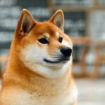 Trump Media: Latest News, Updates & Analysis on Trump’s Media Company