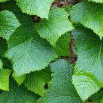 Hedera Price | Live HBAR Value, Chart & Market Analysis